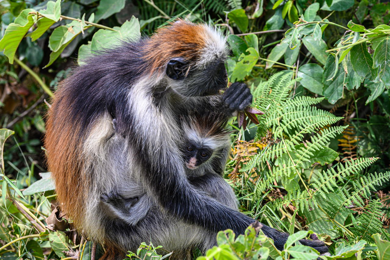 un colobo rosso di Zanzibar con il piccolo, nella Riserva di Jozani. 