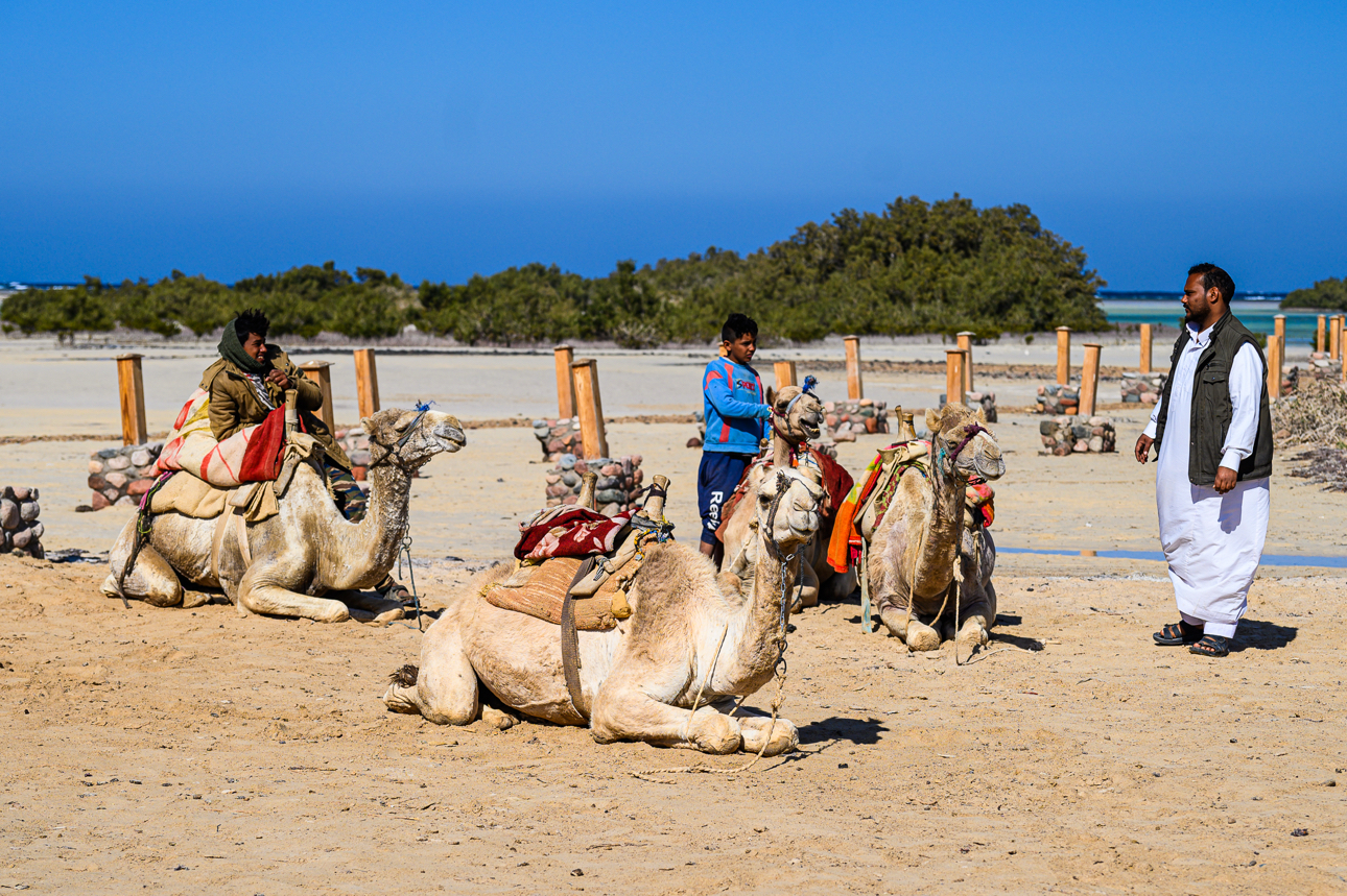 Cammellata nel deserto di Sharm el-Sheikh