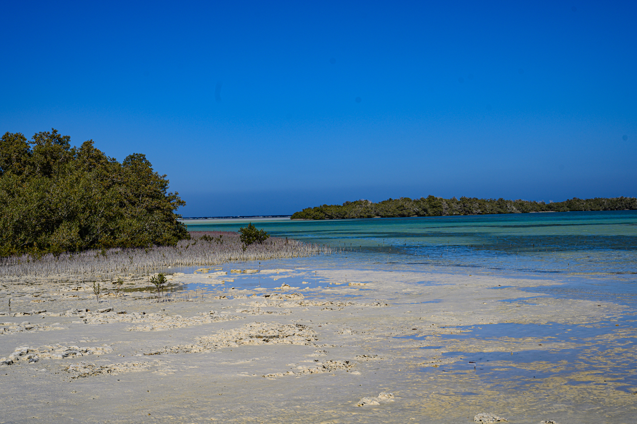 Cammellata nel deserto di Sharm el-Sheikh