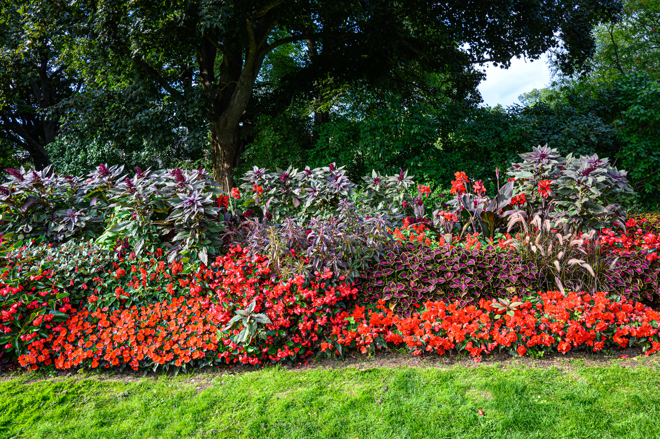 Le fioriture del Parco Reale