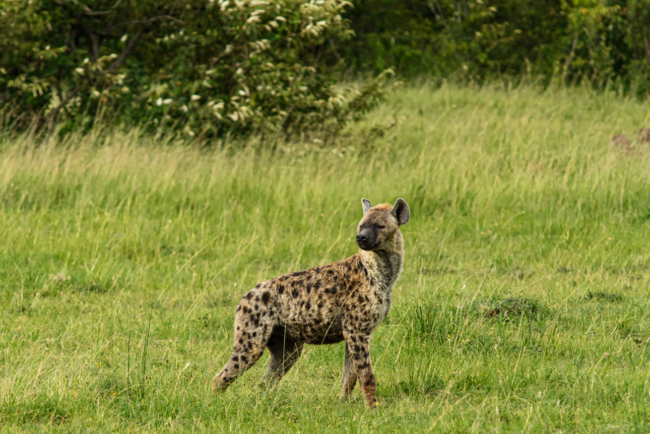 Masai Mara - Iena
