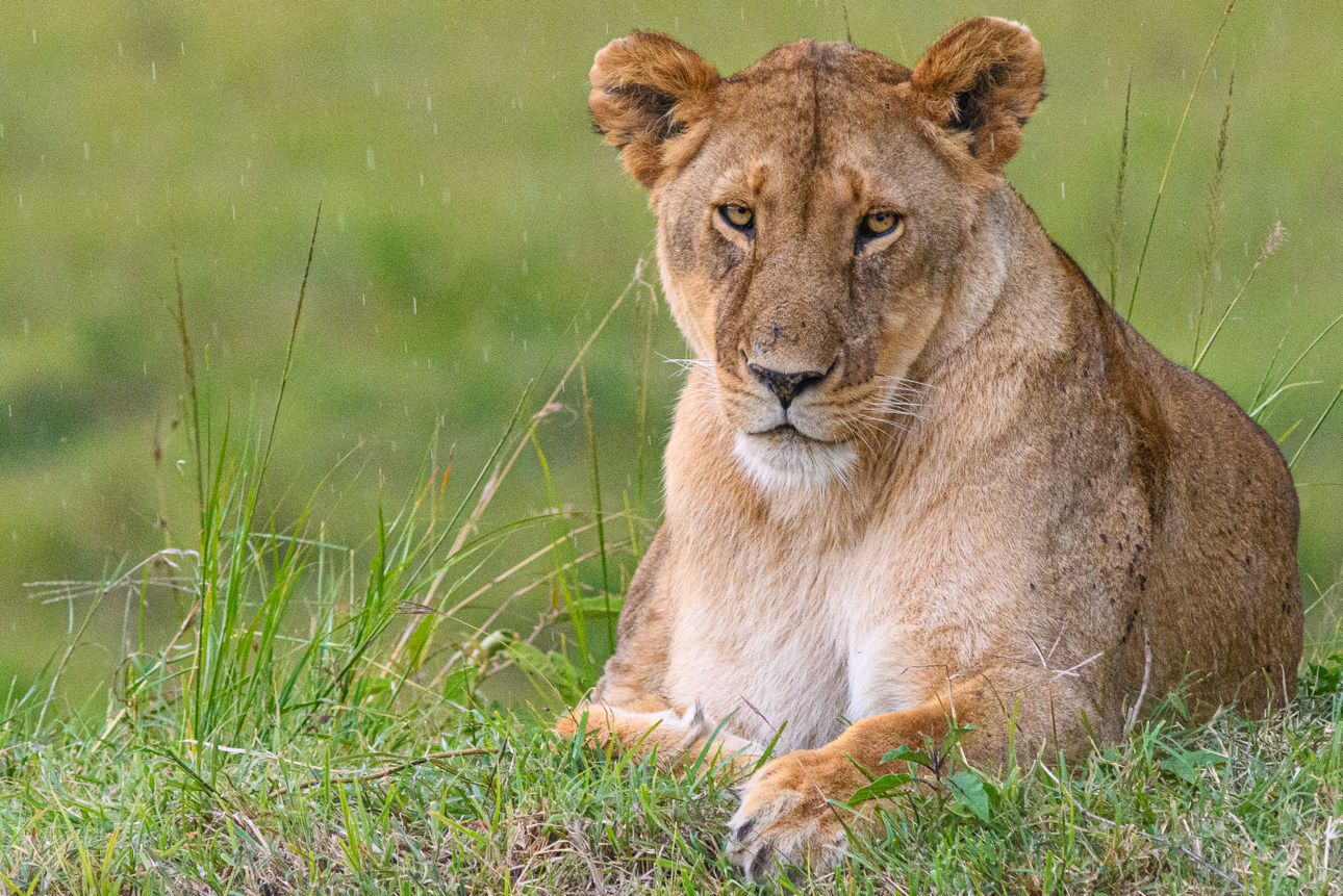 Masai Mara - leonessa