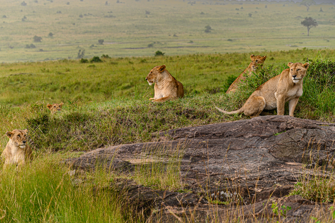 Masai Mara - Gruppo di leonesse