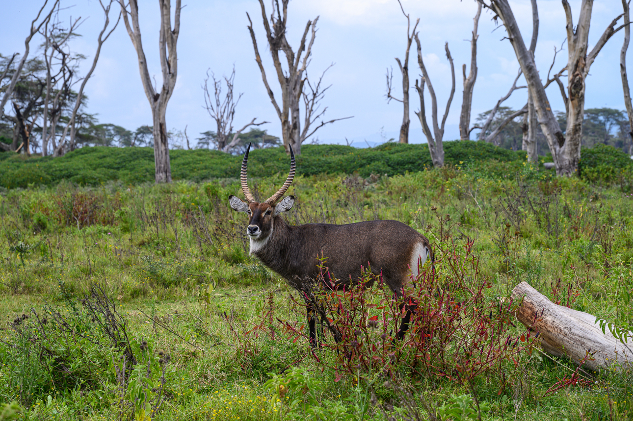 Lago Naivasha - cobo o antilope d'acqua. 