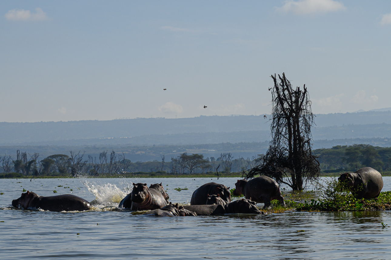Lago Naivasha - gruppo di ippopotami al bagno