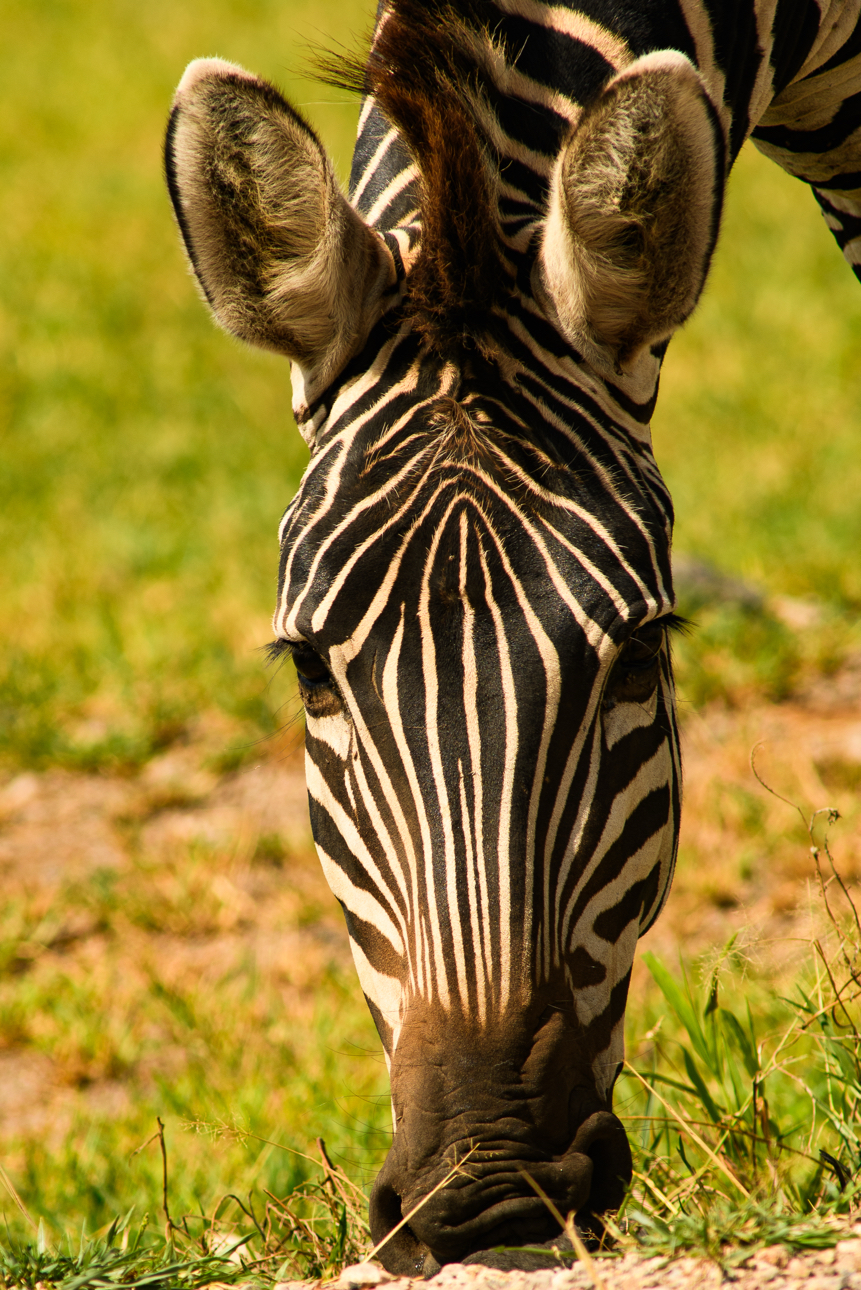 Amboseli - Zebra