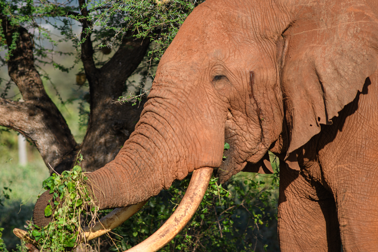 Tsavo Ovest - primo piano di elefante