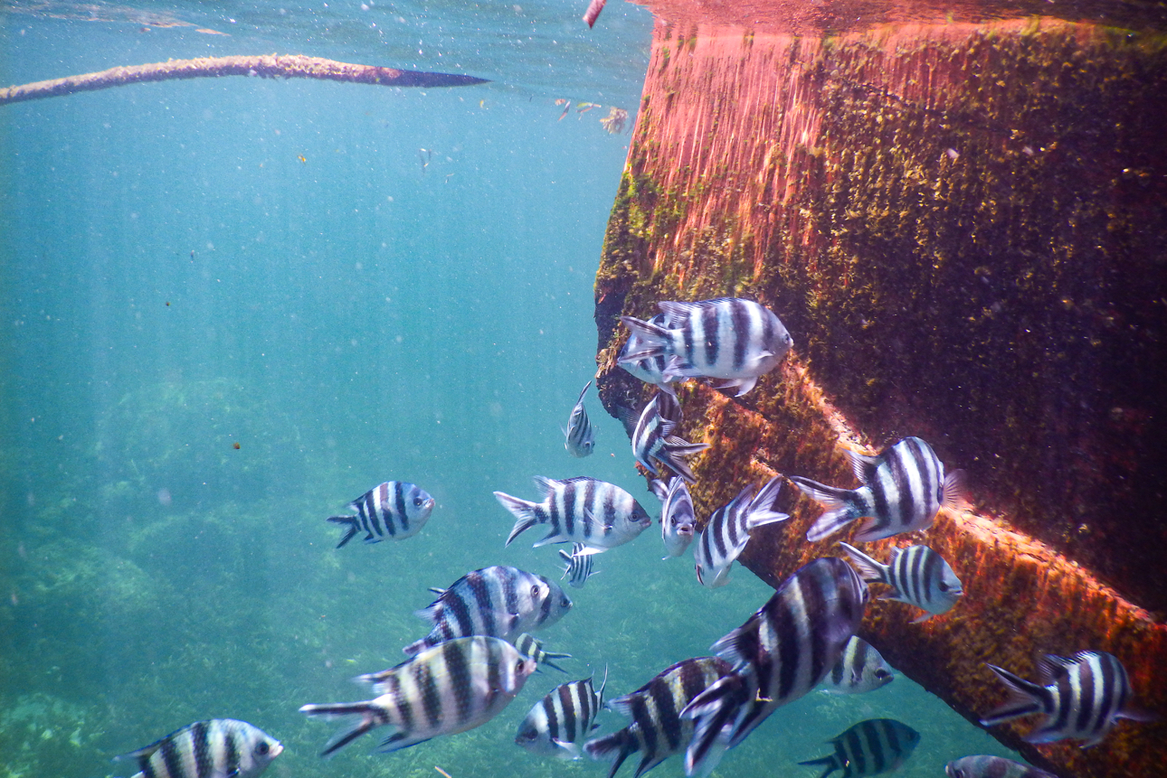 Watamu - un po' di snorkeling nella barriera corallina
