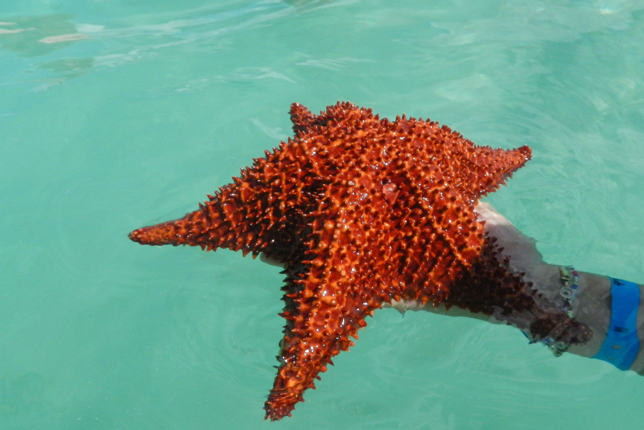 La natura all'Isola di Saona