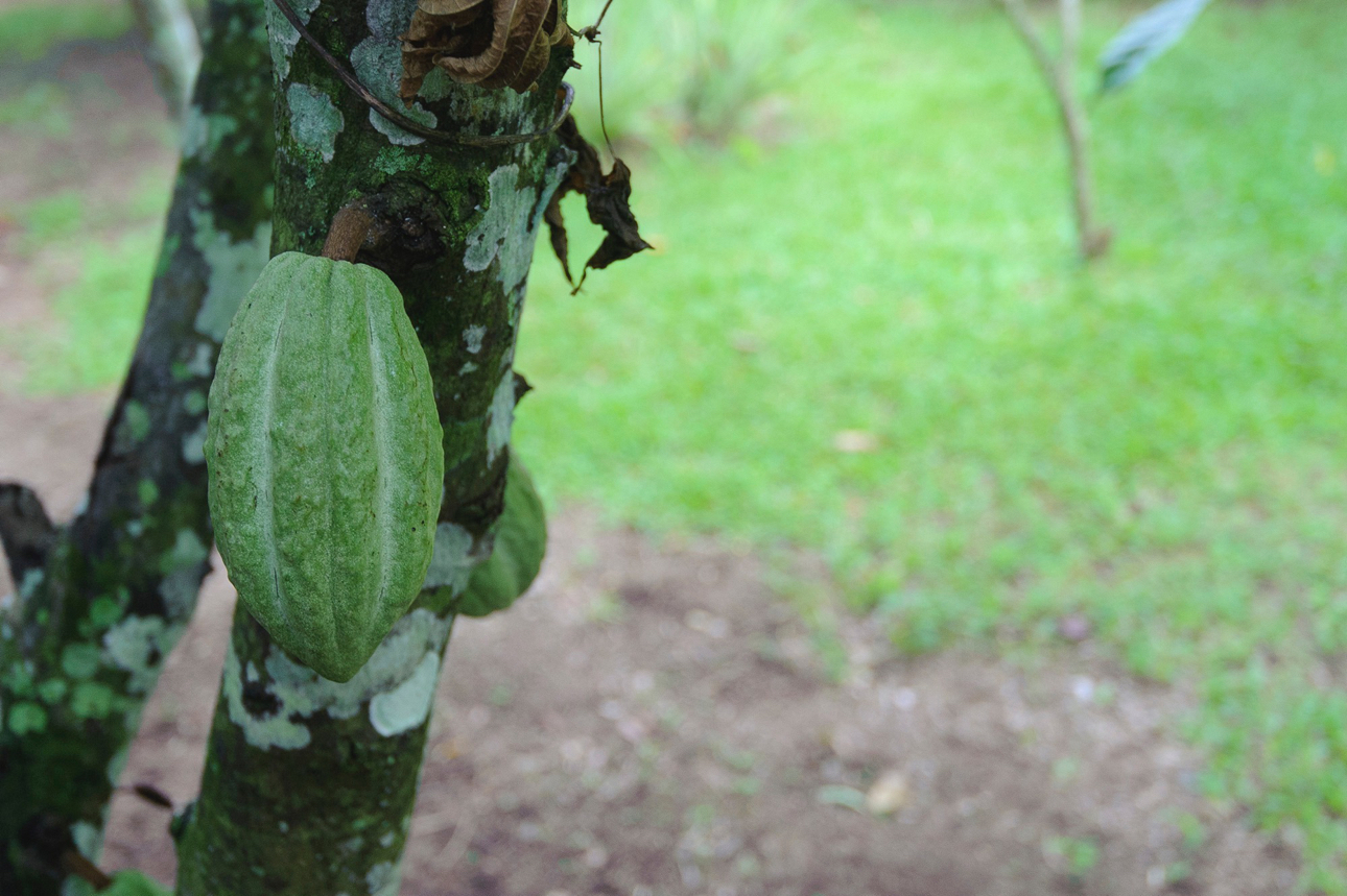 Frutto del Cacao verde (corbosa)