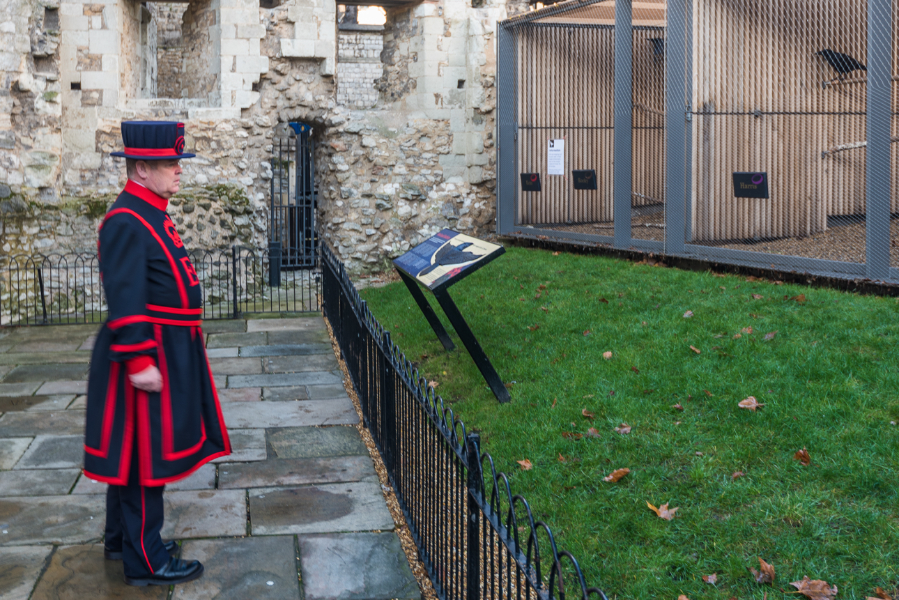 Uno Yeoman Warder assegnato alla cura dei famosi corvi della Torre di Londra